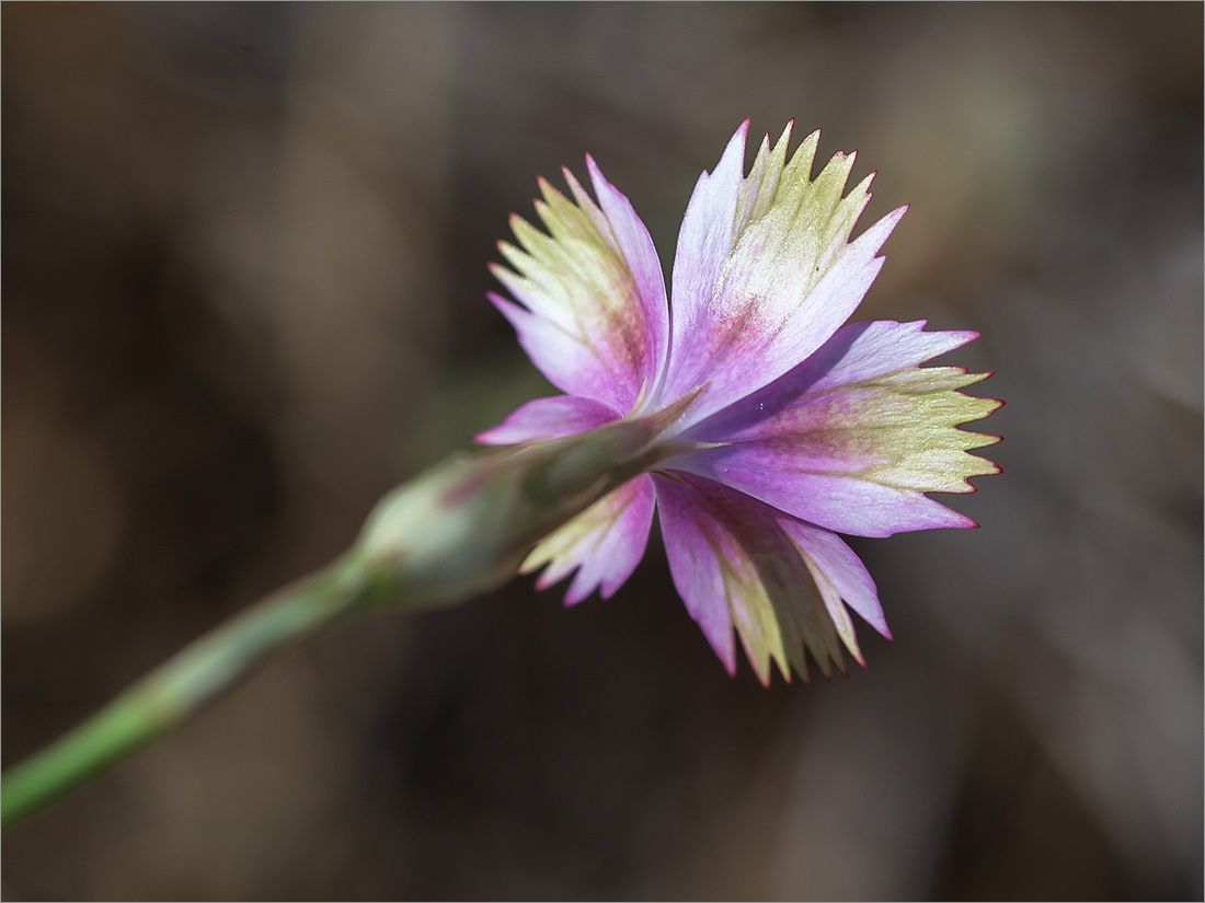 Изображение особи род Dianthus.