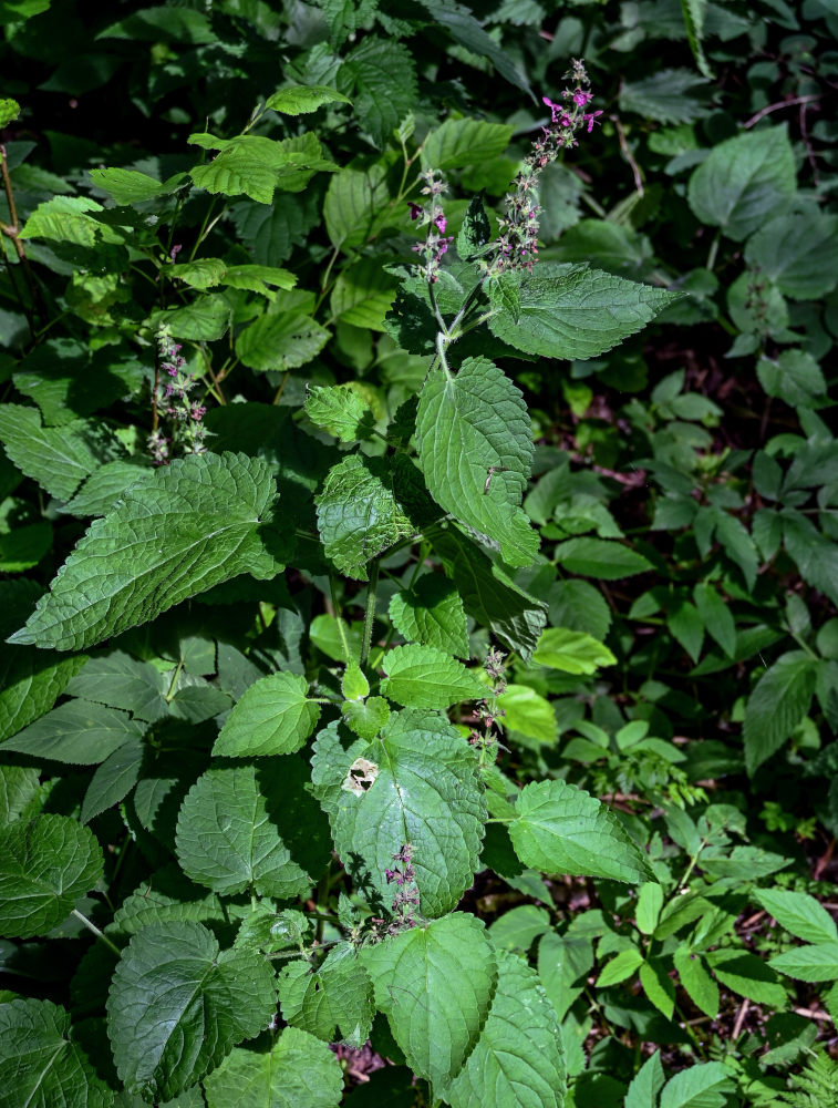 Изображение особи Stachys sylvatica.