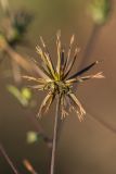 Bidens bipinnata. Соплодие. Краснодарский край, г. Сочи, м-р Лазаревское, антропогенно изменённый каменистый берег р. Псезуапсе. 04.11.2024.