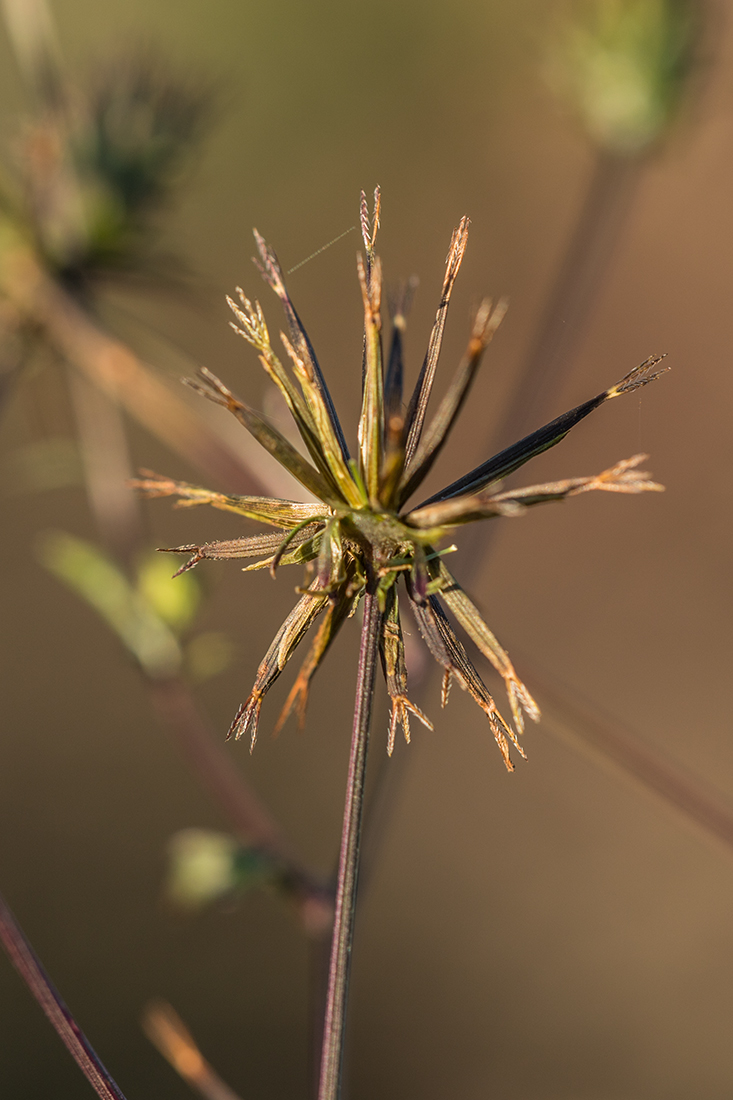 Изображение особи Bidens bipinnata.