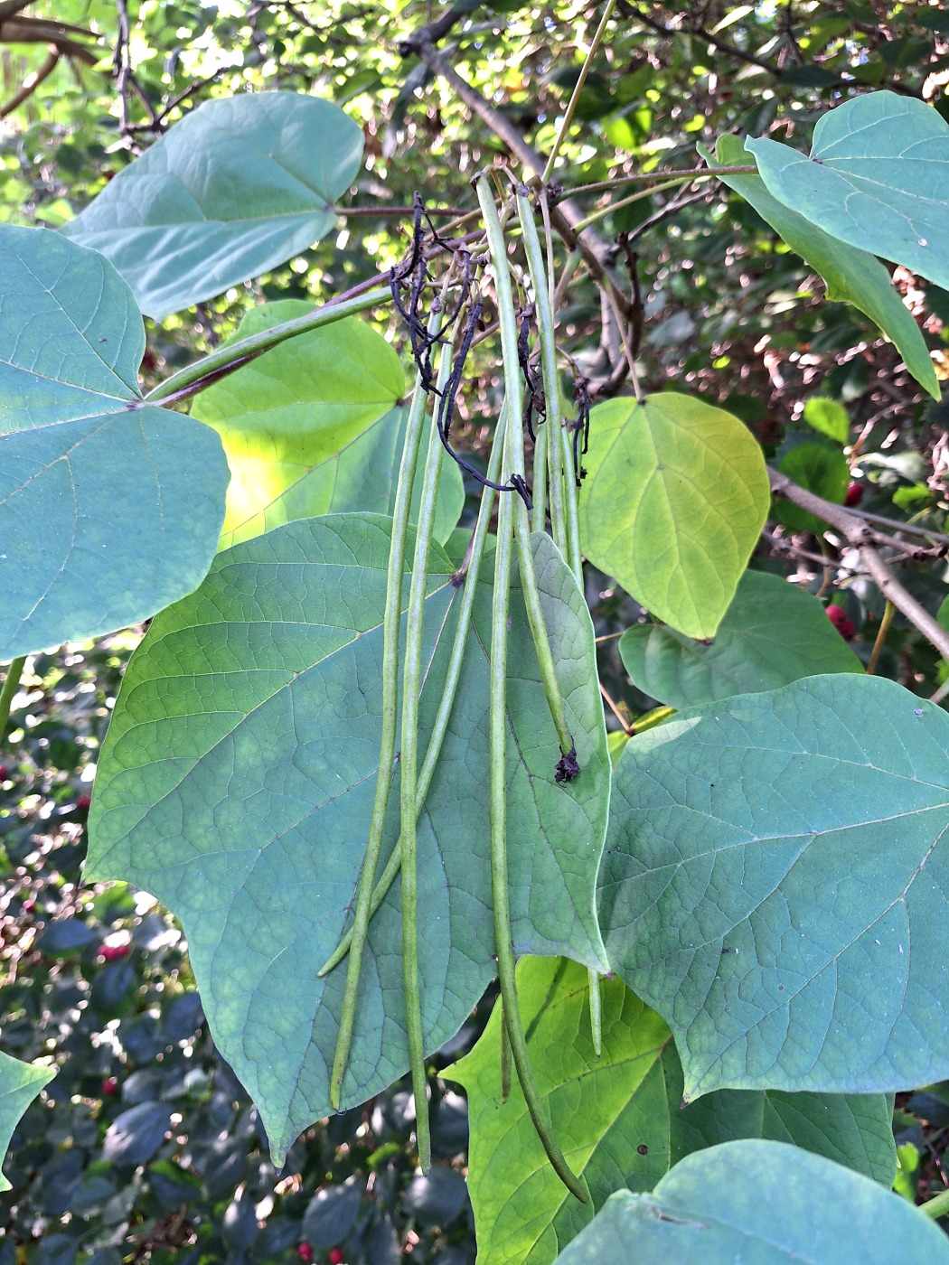 Изображение особи Catalpa bungei.