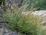 Rumex hastifolius. Плодоносящее растение. Республика Северная Осетия – Алания, Владикавказ, окр. с. Нижний Ларс, осыпь под скалой. 02.08.2024.