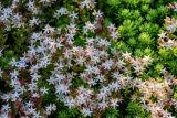 genus Sedum