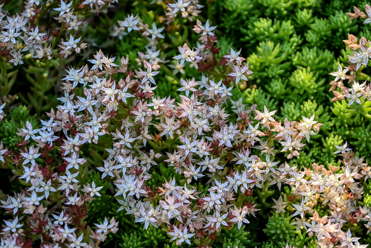 Image of genus Sedum specimen.