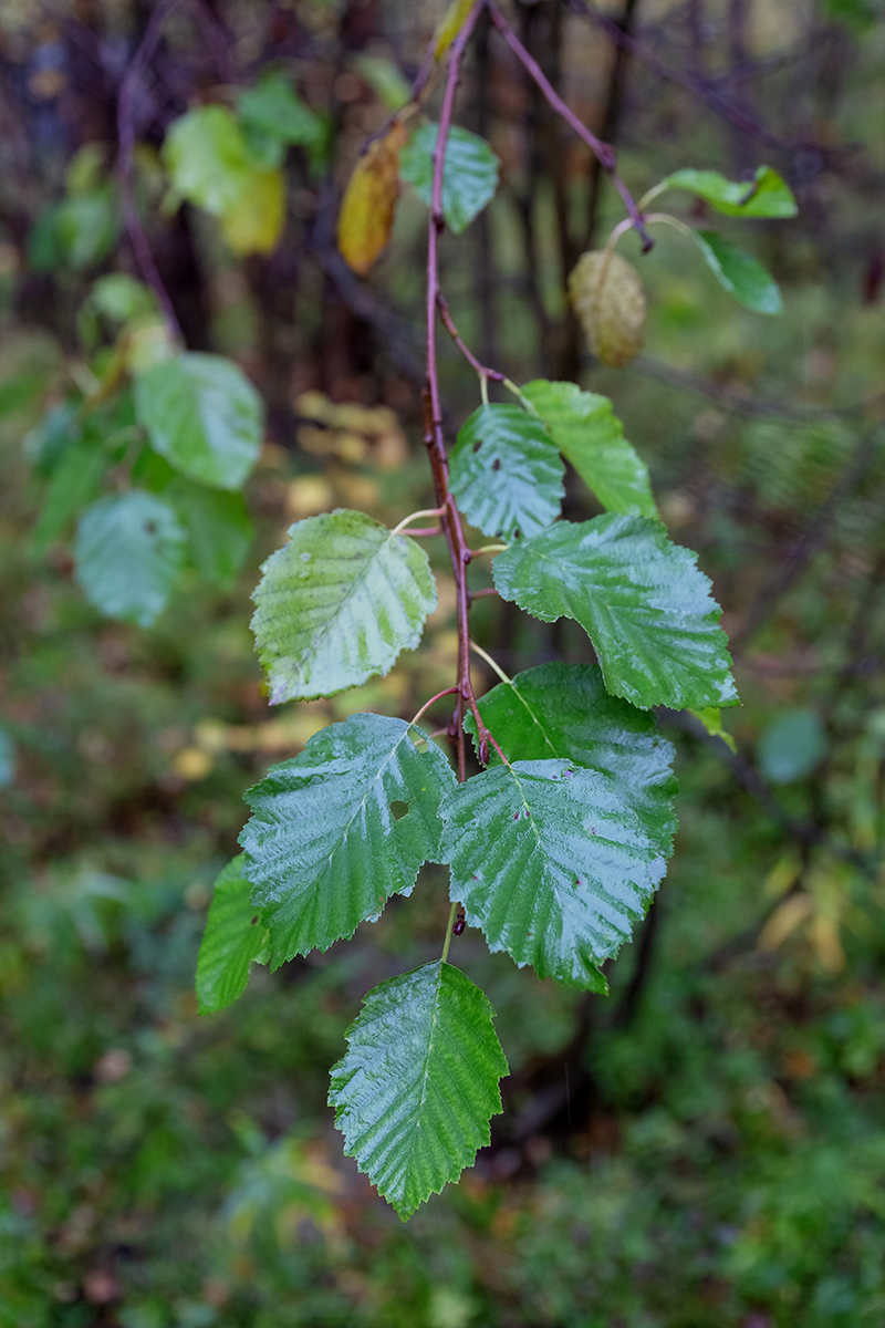 Image of genus Alnus specimen.