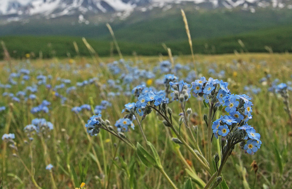 Изображение особи Myosotis imitata.