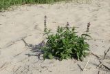 Stachys palustris