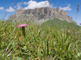 Dianthus oschtenicus