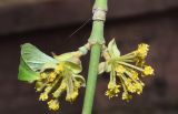 Cornus mas