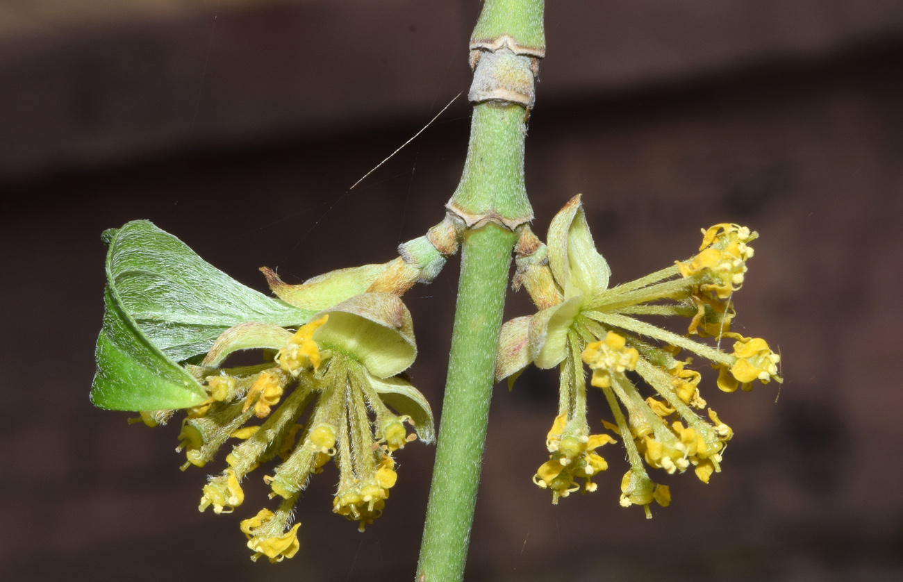 Image of Cornus mas specimen.