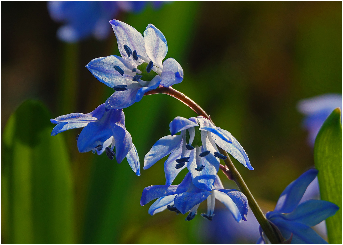Image of Scilla siberica specimen.