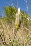 View full-size image Tragopogon brevirostris