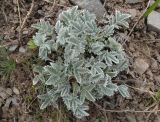 Смотреть изображение Potentilla hololeuca