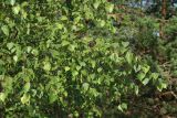 View full-size image Betula pendula