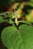 View full-size image Stachys sylvatica