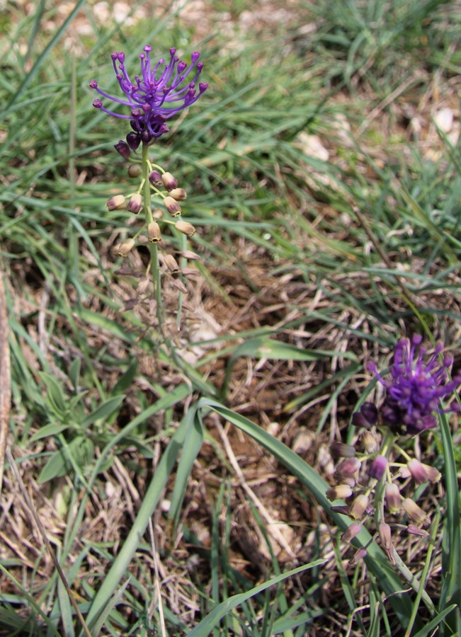 Image of Leopoldia comosa specimen.