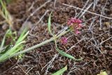 View full-size image Centranthus longiflorus