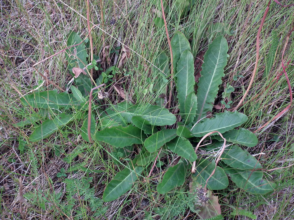 Image of genus Taraxacum specimen.