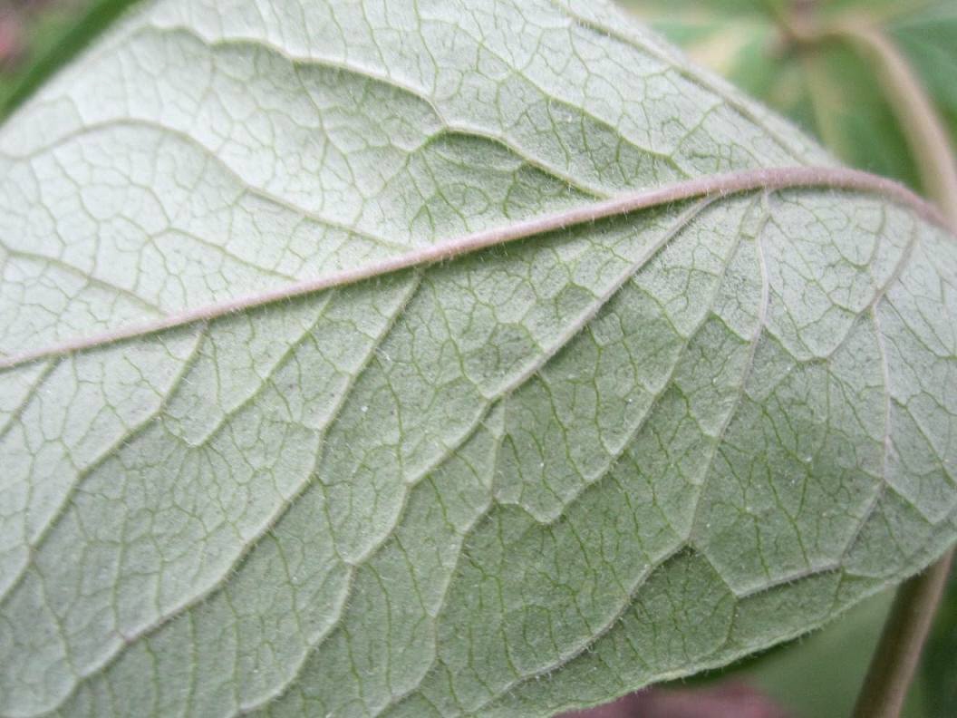 Изображение особи Lysimachia vulgaris.