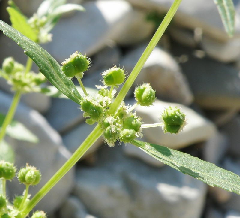 Изображение особи Mercurialis annua.