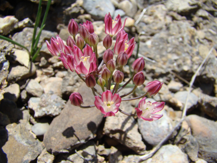 Image of Allium spathulatum specimen.