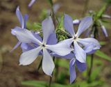 Phlox divaricata. Цветки. Владивосток, ботанический сад-институт ДВО РАН. 28 мая 2011 г.