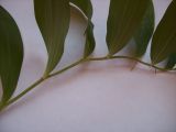 Polygonatum odoratum. Часть стебля. Курская обл., Железногорский р-н, с. Жидеевка, ур. \"Жидеевская дача\". 18 июля 2007 г.