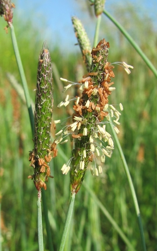 Image of Alopecurus geniculatus specimen.