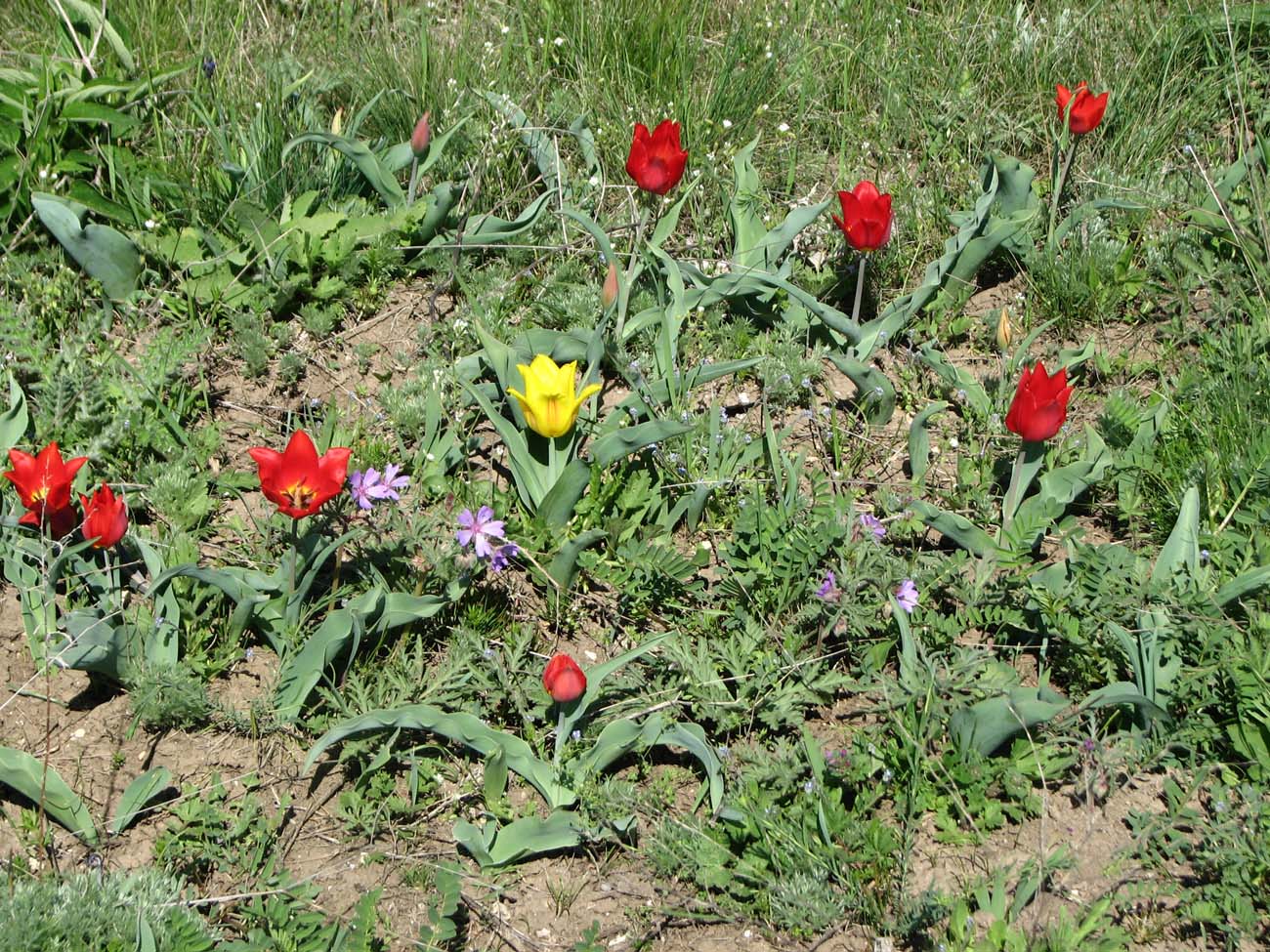 Image of Tulipa suaveolens specimen.