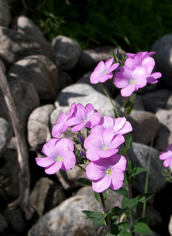 Image of Linum hypericifolium specimen.