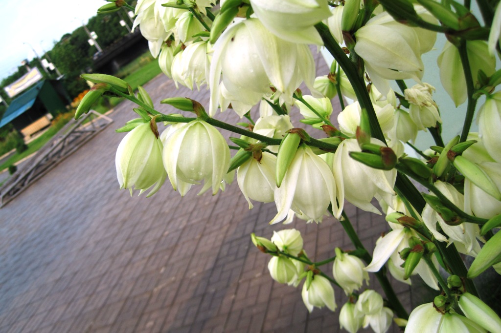 Image of Yucca gloriosa specimen.