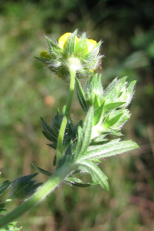 Изображение особи Potentilla recta.