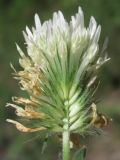 Trifolium caucasicum. Соцветие. Крым, предгорья, окр. с. Партизаны. 10 июня 2012 г.