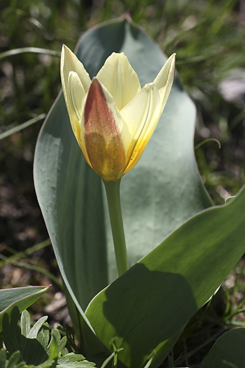 Image of Tulipa berkariensis specimen.