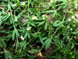 Galium humifusum. Побеги с цветками. Туркменистан, хр. Кугитанг. Июнь 2012 г.