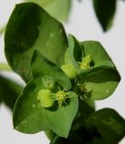 Euphorbia peplus. Верхушка побега с соцветиями и плодиками. Германия, г. Кемпен, в парке, среди культурных растений. 04.07.2012.