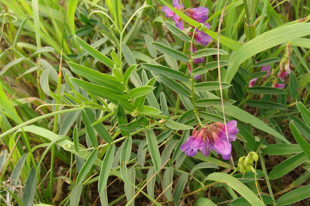 Image of Vicia amoena specimen.