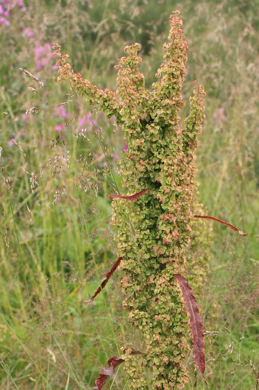 Image of Rumex longifolius specimen.