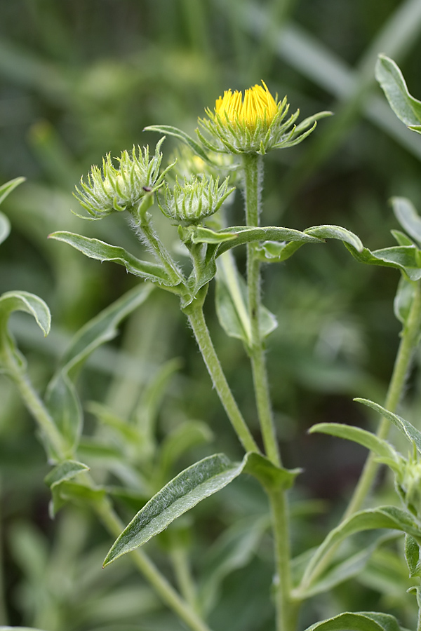 Изображение особи Inula britannica.