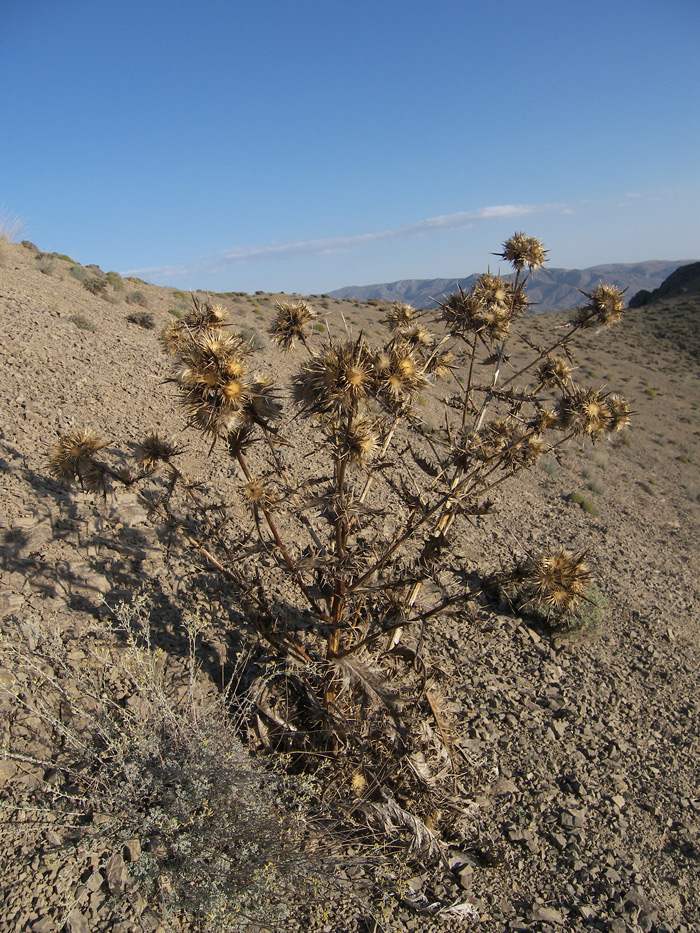 Image of Cirsium sorocephalum specimen.