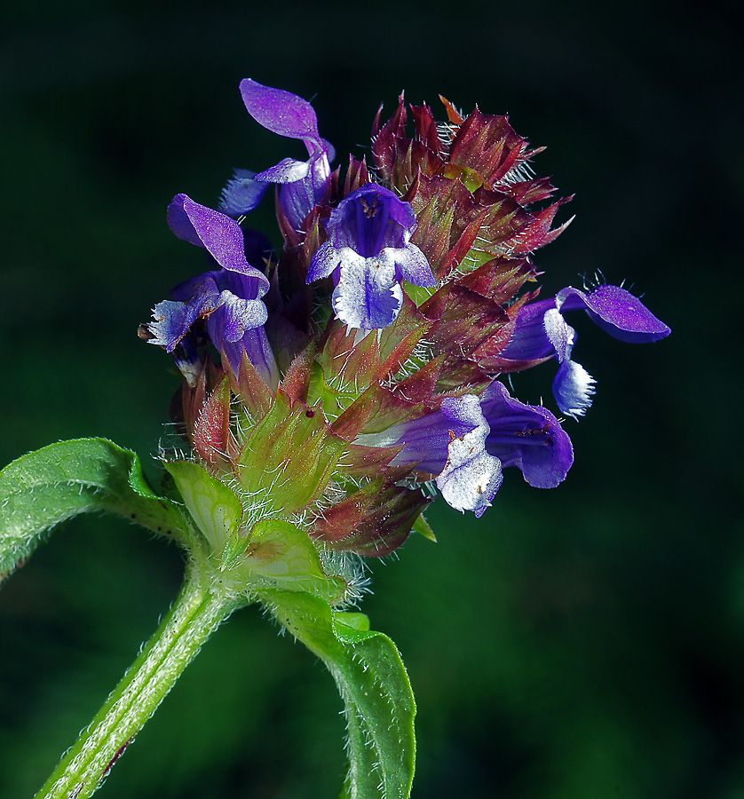 Image of Prunella vulgaris specimen.