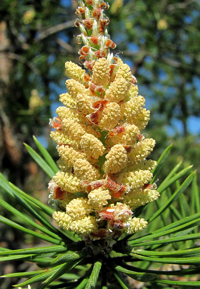 Изображение особи Pinus sylvestris.