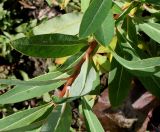 Euphorbia griffithii