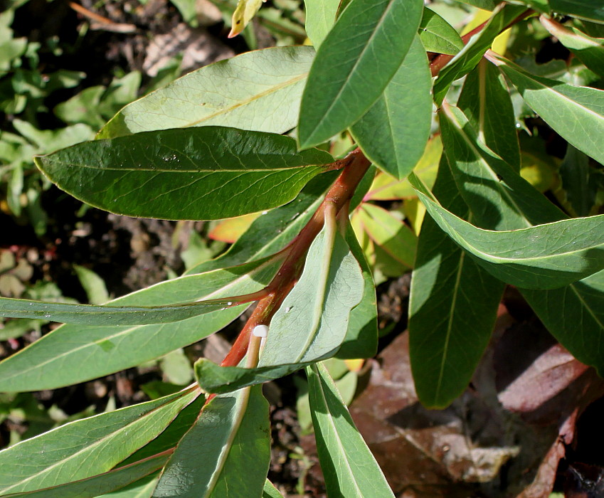 Image of Euphorbia griffithii specimen.