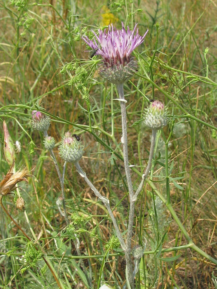 Image of Jurinea pseudocyanoides specimen.