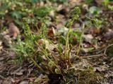 Athyrium filix-femina. Растение с разворачивающимися вайями (листьями). Санкт-Петербург, Старый Петергоф, парк \"Сергиевка\". 10.05.2009.