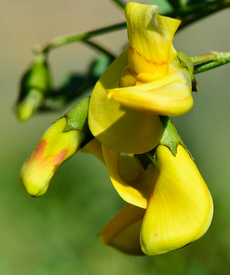 Image of Colutea istria specimen.