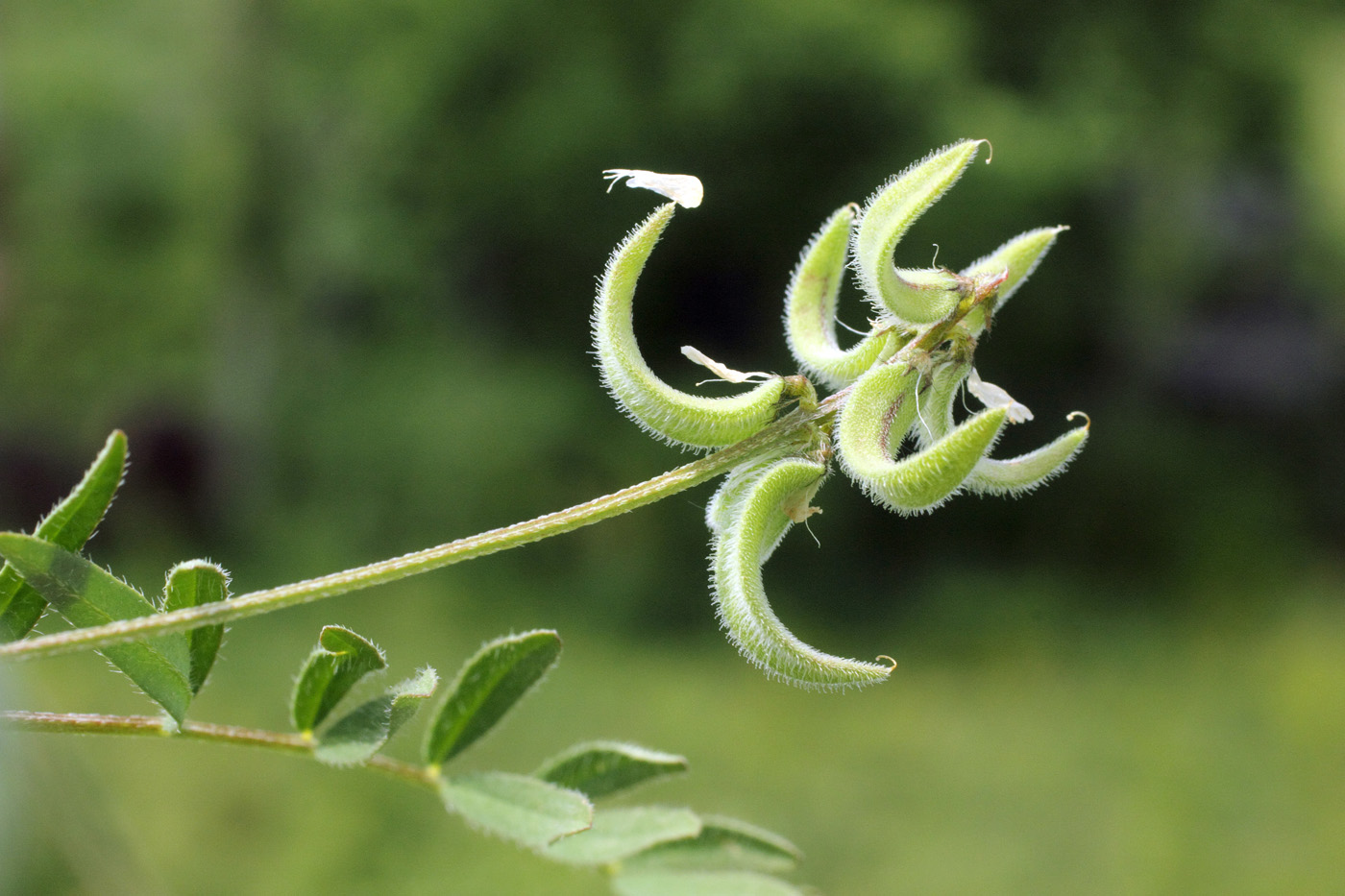 Изображение особи Astragalus campylotrichus.