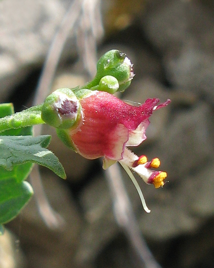 Изображение особи Scrophularia rupestris.