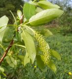 Salix pentandra. Побег с женским соцветием. Московская обл., Лотошинский р-н, окр. дер. Савостино. 23.05.2013.